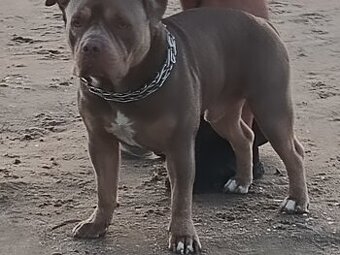 POKRYJE  American Bully  KRYCIE