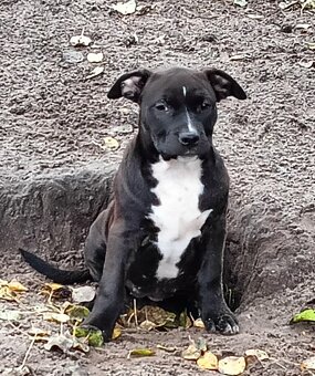 Masywne szczeniaki amstaff