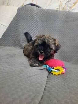 Hawanczyk z rodowodem