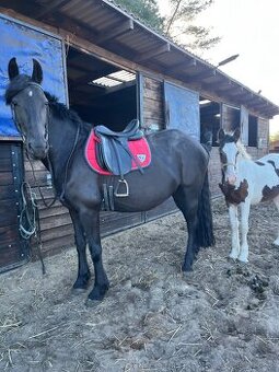 Klacz 3/4 Fryza Kalipso