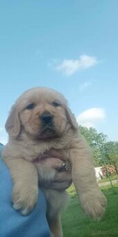 Golden Retriever szczeniaki