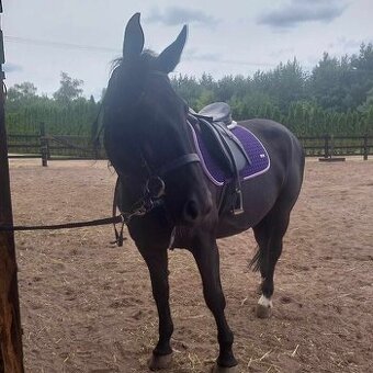 Polski Koń Sportowy Klacz Frezja