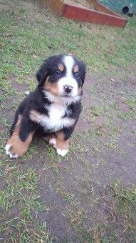 Berneńskie Psy Pasterskie