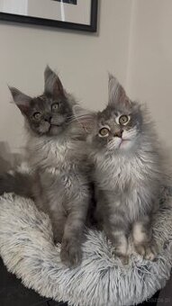 Maine Coon kocurki na sprzedaż