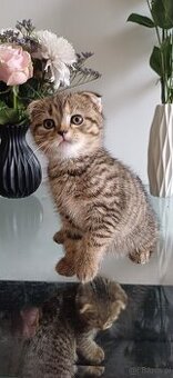 Sprzedam koty rasowe. SCOTTISH FOLD.I czarna kotka brytyjka