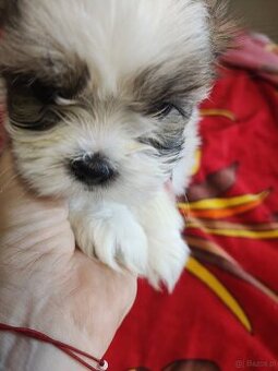 Piesek shih-tzu