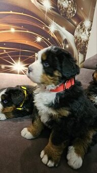 Szczeniaki Berneński Pies Pasterski