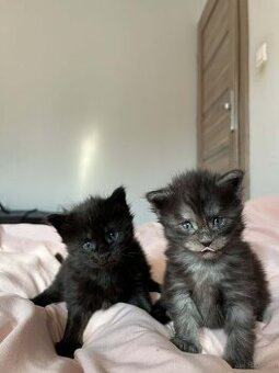 Rezerwacja kotki Maine coon