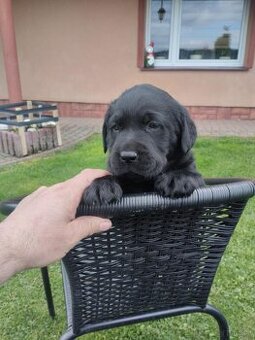 Labrador retriever