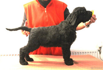 Sznaucer olbrzym, piesek z rodowodem