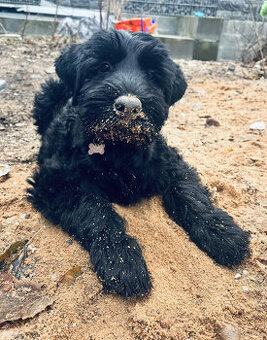Sznaucer olbrzym, piesek z rodowodem