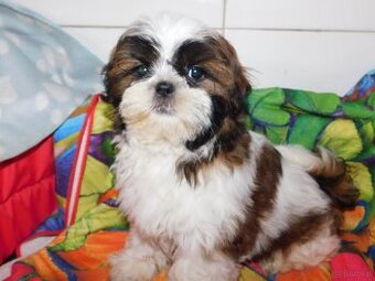 Cudna sunia Shih tzu Diana