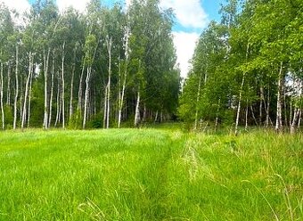 Działka z lasem i pozwoleniem na zabudowę zagrodową , Turek