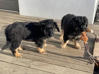 Oferta szczeniąt rasy Hovawart z rodowodem - szczenięta