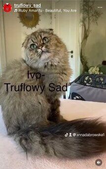 Ivo