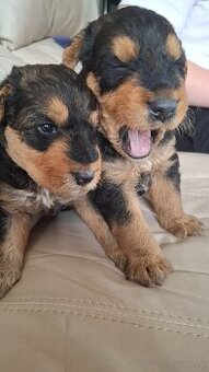 Airedale Terrier