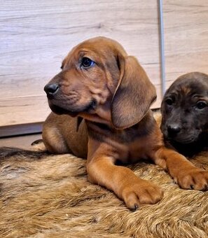 Szczeniaki Posokowiec Hanowerski