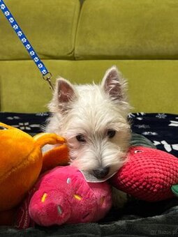 West Highland White terrier