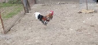 Koguty włoszki, legbary 25r.