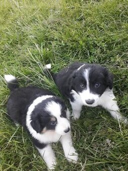 Szczeniaki pieski Border collie