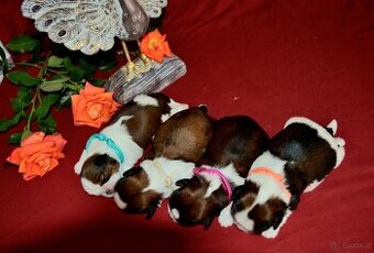 Shih-tzu s PP (šicu, shihtzu, shih tzu )