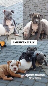 Szczeniaki AMERICAN BULLY