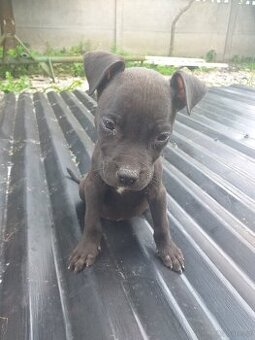 Szczeniaki Pitbull