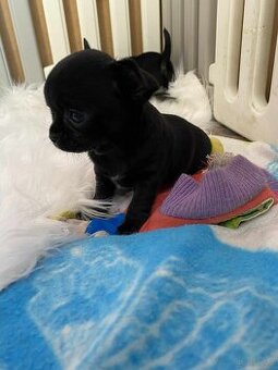 CHIHUAHUA ŚLICZNA CZARNA SUNIA MAMBA