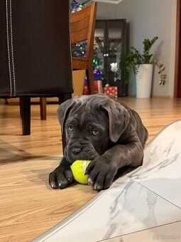 Cane Corso
