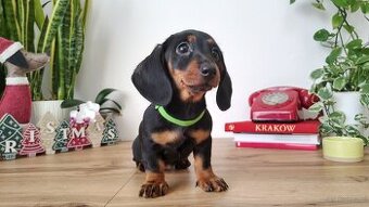 SUCZKA Jamnik krótkowłosy Czarna podpalana Aurora Kraków