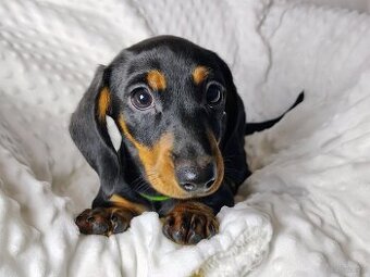 SUCZKA Jamnik krótkowłos Czarna podpalana Aurora