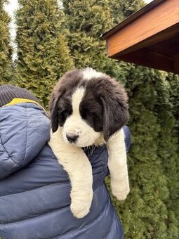 Owczarek środkowoazjatycki alabai