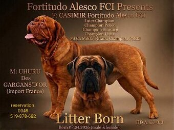 Szczenięta Dogue de Bordeaux FCI