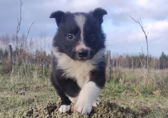 Piękna Rasowa Suczka Border Collie, szczenię z pełną dok.