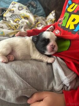 Pieski rasy shih-tzu