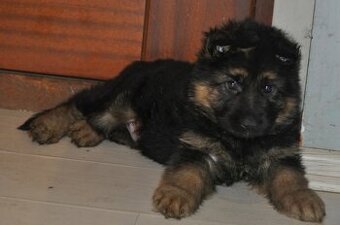 Owczarek Niemiecki Długowłosy- szczenięta