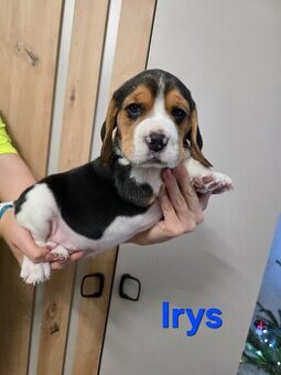 Szczenięta rasy Beagle Tricolor