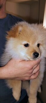 Sprzedam szczeniaki rasy szpic