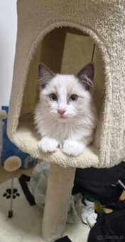 Kot Ragdoll
