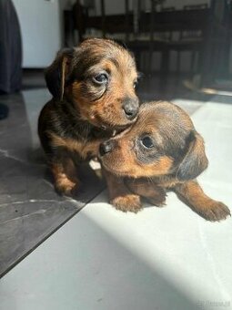 Dorkie