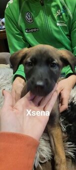 Owczarek belgijski malanois