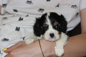 Cavalier King Charles Spaniel szczeniaczki ZKwP po CH.PL.