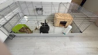 Królik miniaturka czarny