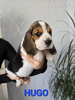 Szczenięta rasy Beagle Tricolor