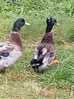 Sprzedam gęsi oraz kaczki