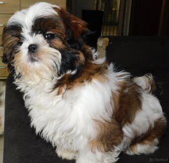 Piękna sunia shih tzu Diana