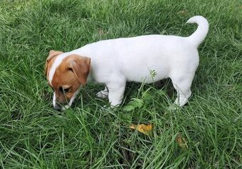 Jack Russell Terrier