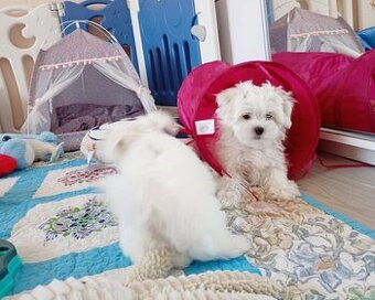 Maltańczyk szczenię boy