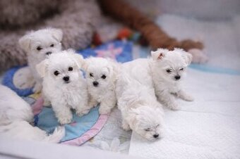 Maltańczyk szczenię boy