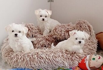 Maltańczyk suczka  szczenię